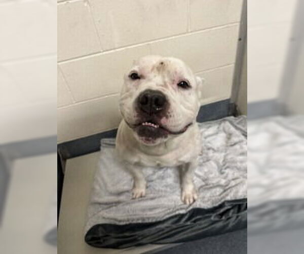 Medium Photo #2 American Pit Bull Terrier Puppy For Sale in Glen Allen, VA, USA