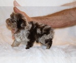 Small #13 Shih Tzu