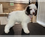 Small #1 Poodle (Standard)