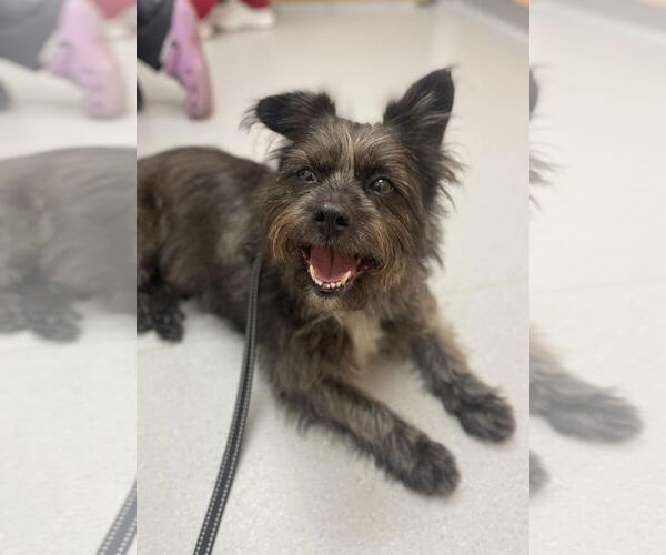 Medium Photo #3 Cairn Terrier-Unknown Mix Puppy For Sale in Arlington, VA, USA