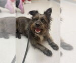 Small #2 Cairn Terrier Mix