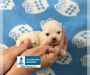 Maltipoo Puppy for sale in WINNSBORO, LA, USA