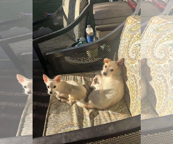 Medium Photo #6 Border Terrier-Chihuahua Mix Puppy For Sale in Princeton, MN, USA