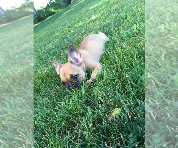 Medium Photo #2 French Bulldog Puppy For Sale in BELLEVILLE, PA, USA