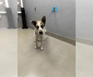 German Shepherd Dog-Unknown Mix Dogs for adoption in Las Vegas, NV, USA