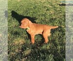 Small Photo #4 Vizsla Puppy For Sale in HYRUM, UT, USA
