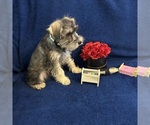 Small #1 Schnauzer (Miniature)