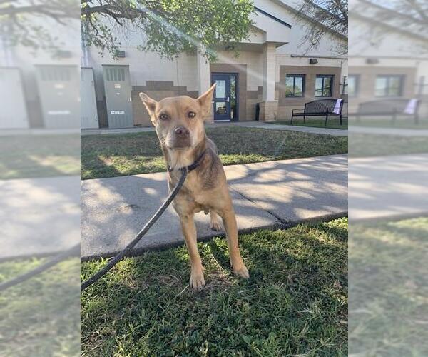 Medium Photo #3 Basenji-Carolina Dog Mix Puppy For Sale in Corpus Christi, TX, USA