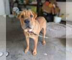 Small #1 Chinese Shar-Pei Mix