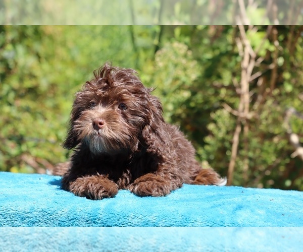 Medium Photo #9 ShihPoo Puppy For Sale in DYERSBURG, TN, USA