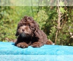 Small #8 ShihPoo