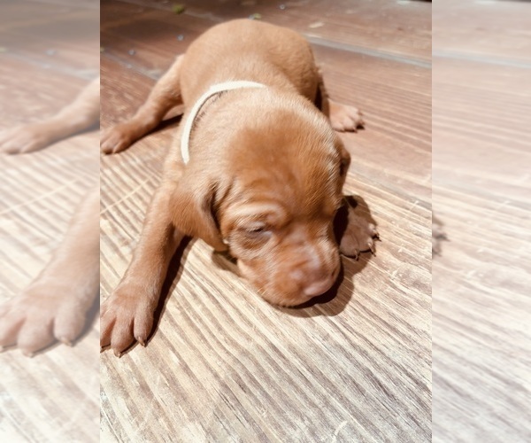 Medium Photo #1 Vizsla Puppy For Sale in AGUA DULCE, CA, USA