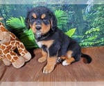 Small Photo #2 Golden Mountain Dog Puppy For Sale in BLACK FOREST, CO, USA