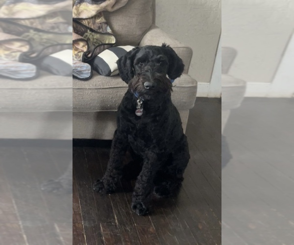 Medium Photo #1 Native American Indian Dog-Schnauzer (Giant) Mix Puppy For Sale in AMARILLO, TX, USA