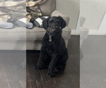 Small Photo #1 Native American Indian Dog-Schnauzer (Giant) Mix Puppy For Sale in AMARILLO, TX, USA