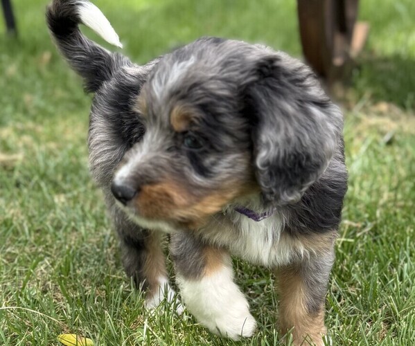 Medium Photo #2 Bernedoodle Puppy For Sale in SPRINGFIELD, OH, USA