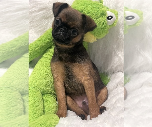 Medium Photo #22 Brussels Griffon Puppy For Sale in LEXINGTON, VA, USA