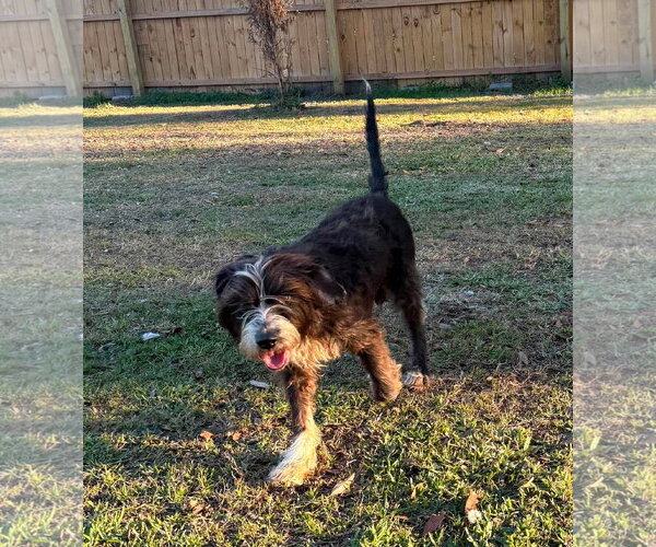 Medium Photo #2 Mutt Puppy For Sale in Valrico, FL, USA