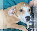 Small #1 American Bulldog-Labrador Retriever Mix