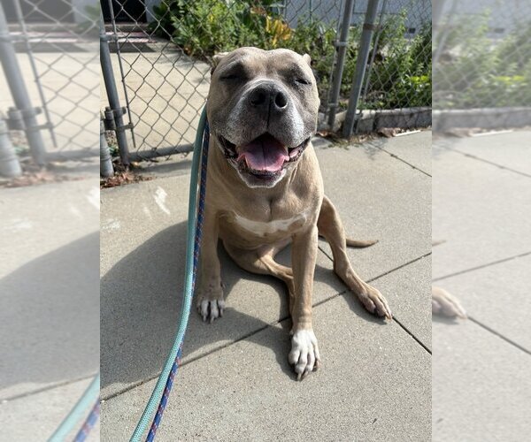 Medium Photo #9 Akita-American Pit Bull Terrier Mix Puppy For Sale in W Hollywood, CA, USA