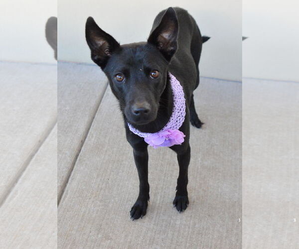 Medium Photo #1 Mutt Puppy For Sale in McKinney, TX, USA