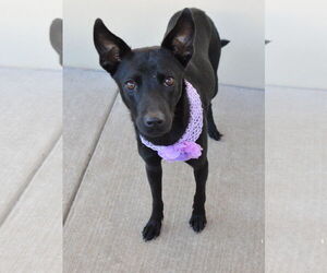 Mutt Dogs for adoption in McKinney, TX, USA