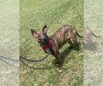 Small #13 American Pit Bull Terrier Mix