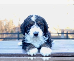 Bernedoodle (Miniature) Puppy for sale in KNOB NOSTER, MO, USA