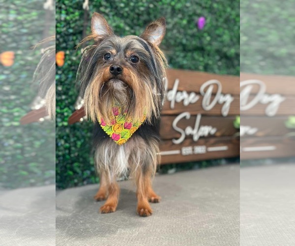 Medium Photo #1 Mutt Puppy For Sale in St. Louis Park, MN, USA