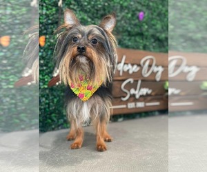 Mutt Dogs for adoption in St. Louis Park, MN, USA