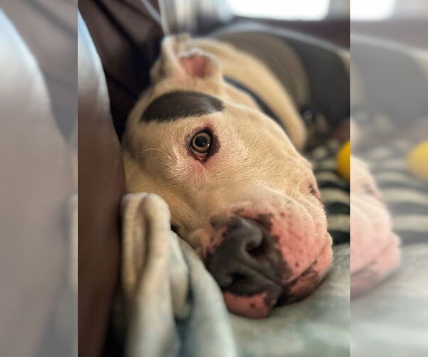 Medium Photo #16 Staffordshire Bull Terrier Puppy For Sale in Garner, NC, USA