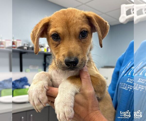 Medium Photo #2 Mutt Puppy For Sale in Washington, DC, USA