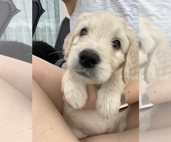 Medium Photo #1 Labradoodle Puppy For Sale in CELEBRATION, FL, USA