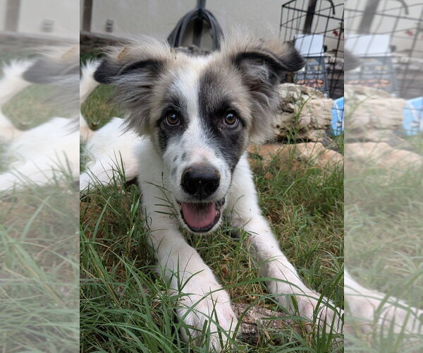 Medium Photo #5 Great Pyrenees-Unknown Mix Puppy For Sale in Vail, AZ, USA