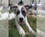 Small #4 Great Pyrenees Mix