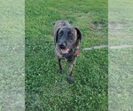 Small Mutt