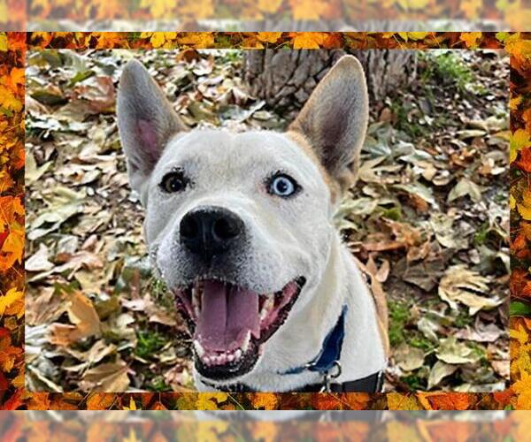 Medium Photo #7 American Pit Bull Terrier Puppy For Sale in Ojai, CA, USA