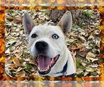 Small #6 American Pit Bull Terrier