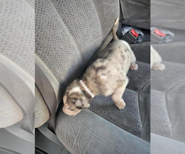 Medium Photo #2 Great Dane Puppy For Sale in MADISON, IN, USA