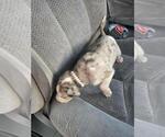 Small Photo #7 Great Dane Puppy For Sale in MADISON, IN, USA