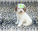 Small #3 Poodle (Miniature)