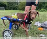 Small #1 Labrador Retriever Mix