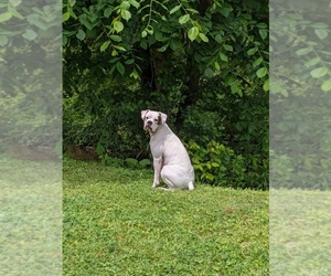 Boxer Puppy for sale in MOREHEAD, KY, USA
