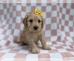 Small #5 Goldendoodle