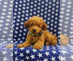 Small Photo #7 Goldendoodle Puppy For Sale in COCHRANVILLE, PA, USA