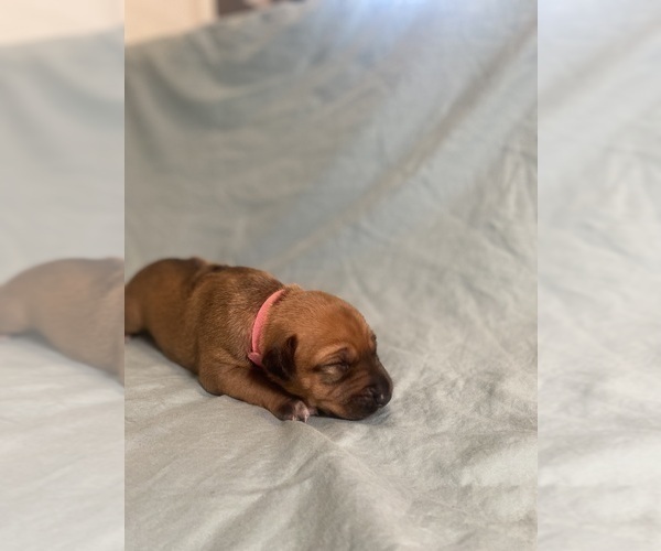 Medium Photo #7 Rhodesian Ridgeback Puppy For Sale in KELLER, TX, USA