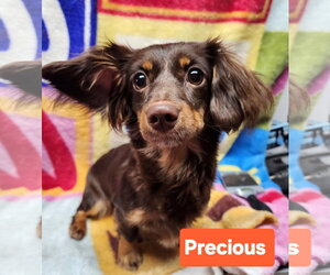 Dachshund Dogs for adoption in Smithfield, PA, USA