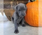 Small Photo #1 Cane Corso Puppy For Sale in FORKSVILLE, PA, USA