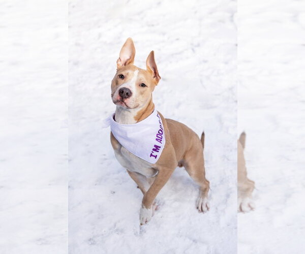 Medium Photo #1 Mutt Puppy For Sale in Crete, IL, USA