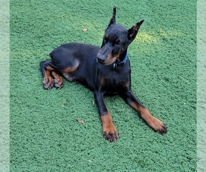 Doberman Pinscher Puppy for sale in CAVE CITY, KY, USA